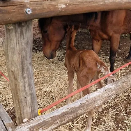 Masseria Sacramento Séjour à la ferme